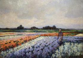 Flower Fields