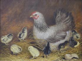 Hen with Baby Chicks
