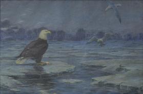 Eagle on Ice-Floe
