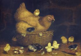 Hen with Twelve Chicks