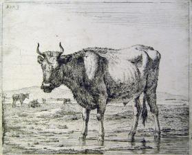 Bull Standing in Water, from the series "Various Animals" plate 6