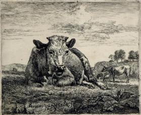 Recumbent Cow