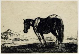 Horse from the series Alcune Animali (Animals)