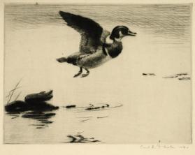 Duck in Flight