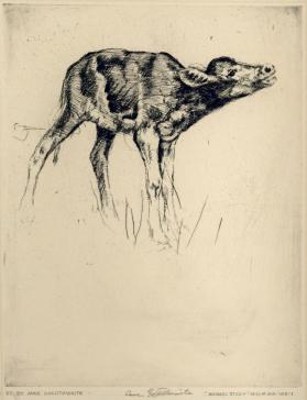 Animal Study - Young Calf