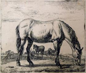 Grazing Horse, from the series "Various Animals" plate 7