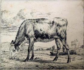 Grazing Calf, from the series "Various Animals" plate 8