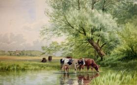 Cattle in the Stream