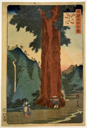 Koshu Yatate sugi 甲州矢立杉 (The Yatate (Brush-Case) Cedar in Kai) 
