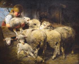 Sheep and Lambs