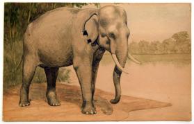 Indian Elephant