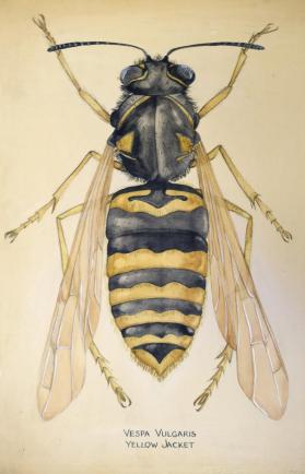 Vespa Vulgaris (Yellow Jacket)