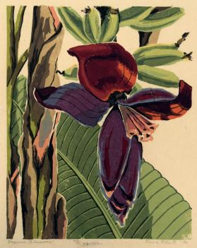 Banana Blossom