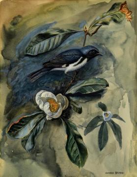 Black-Throated Blue Warbler