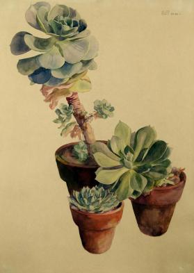 Sedum Plant