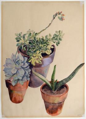 Sedum and Cacti Plant