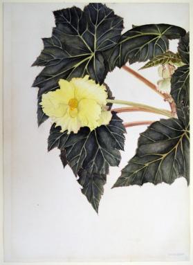 Yellow Flowered Begonia